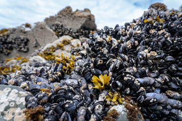 Blue Mussel, barnacles, and seaweed. Juneau, Alaska, Ernest Gruening State Historic Park at Amalga Harbor. © EWY Media