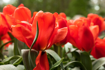Several red bright sunny tulips with green leaves close-up