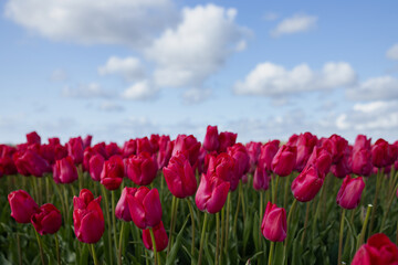 Red tulips closed on high stems against a blue sky with fluffy white clouds