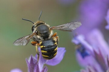Dorsal closeup on a female European common woolcarder bee, Anthidium manicatum sitting on a blue...