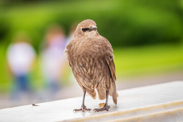 The common starling or Sturnus vulgaris or the European starling. Sitting on the fence in the garden in springtime.