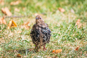 The common starling or European starling, Sturnus vulgaris, on a sprng lawn.