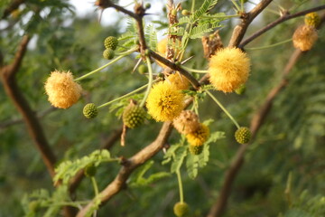 Yellow flowerbulbs branch with leaves