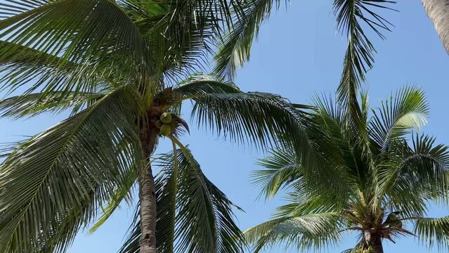 Bottom view of a coconut bunch on a palm tree blown by the ocean breeze. Bottom view of palm trees with coconuts in a tropical climate in windy weather. High quality 4k footage