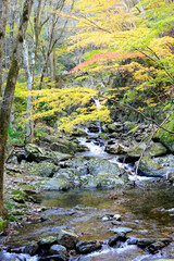 花園渓谷の紅葉
