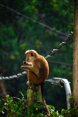 Picture of the toque macaque (Macaca sinica) is a reddish brown coloured Old World monkey endemic...