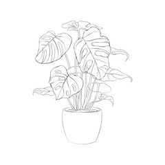 Monstera Albo vector drawing indoor plant