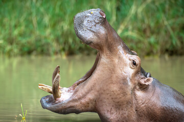 A hippo in the water with its mouth open