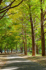 Naklejka premium Autumn Foliage in Tokyo