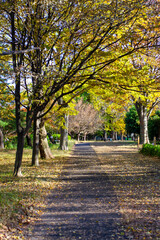 Naklejka premium Autumn Foliage in Tokyo
