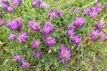 Flowers on Cape Tarkhankut. The rocky coast of the Dzhangul Reserve in the Crimea. Turquoise sea water. Rocks and grottoes of Cape Tarkhankut on the Crimean Peninsula