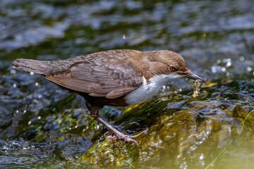 Wasseramsel (Cinclus cinclus)