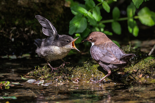 Wasseramsel (Cinclus cinclus) Jungvogel bettelt nach Futter