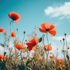 View of flowering red corn poppies, Papaver rhoeas, with green buds against the blue white sky. Natural summer background