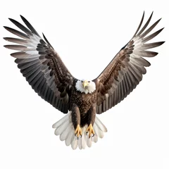 Foto op Plexiglas anti-reflex Bald eagle © Johnu