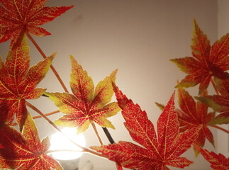 Light reflecting, beautiful maple leaves