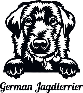 German Jagdterrier - Color Peeking Dogs - breed face head isolated on white