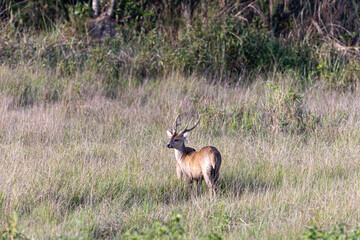 Male Whitetail Deer in the Okavango Delta - Moremi National Park in Botswana