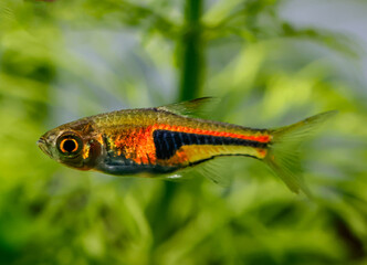 False Harlequin rasbora, Lambchop rasbora, scientific name is Trigonostigma espei, in freshwater aquarium.