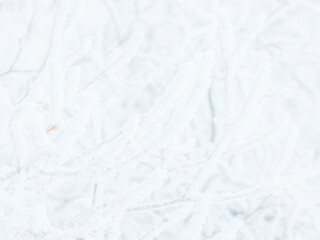 Snow and rime ice on the branches of bushes. Beautiful winter background with trees covered with hoarfrost. Plants in the park are covered with hoar frost. Cold snowy weather. Cool frosting texture.