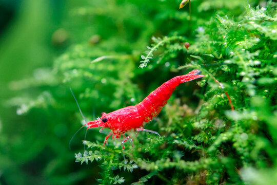 Close up, Red Cherry Shrimp on a moss, freshwater aquarium, fish tank.