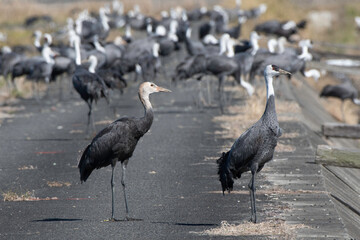 Hooded Crane juvenile with adult