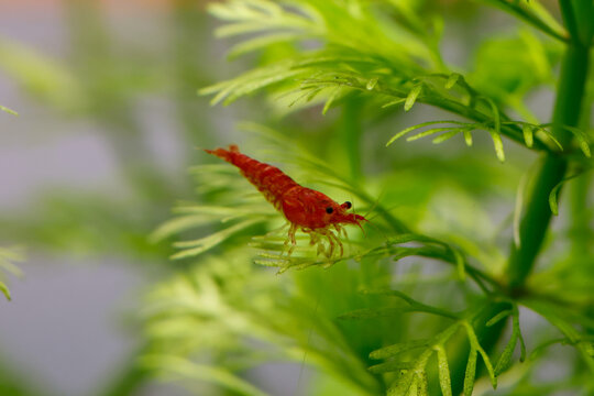 Close up, Red Cherry Shrimp on a hornwort, freshwater aquarium, fish tank.