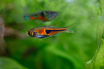 Obraz premium False Harlequin rasbora, Lambchop rasbora, scientific name is Trigonostigma espei, in freshwater aquarium.