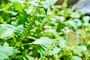 屋外でしその実として収穫に適した状態の穂紫蘇の花に止まるモンシロチョウ