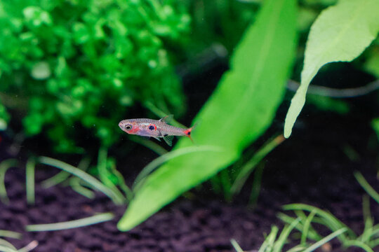 Dwarf Rasbora, scientific name is Boraras maculatus, in aquarium fish tank, small nano fish.