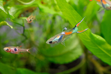 Wild type endler's guppy fish (Poecilia wingei) with tropical nature background.