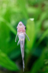 Close up, Otocinclus in aquarium freshwater fish tank.