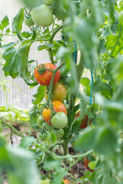 Close up of tomatoes growing on vine in greenhouse with leaves in foreground (selective focus)