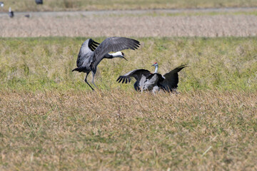 Sandhill Crane and Hooded Crane fighting