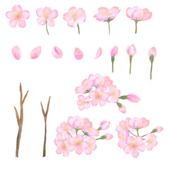 水彩で描いた桜のイラストセット