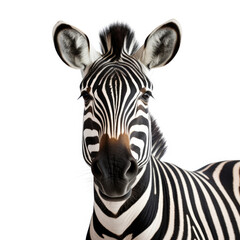 Fototapeta na wymiar A Zebra on white background