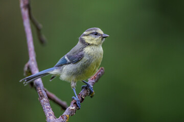 Blaumeise (Cyanistes caeruleus)
