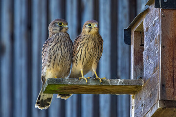 Turmfalke (Falco tinnunculus) Jungvogel