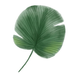 Fan Palm Leaf Illustration