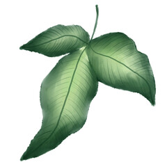 Tropical Leaf Illustration