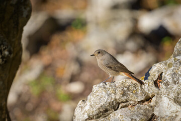 A Black Redstart sitting on a rock
