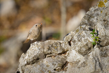 A Black Redstart sitting on a rock