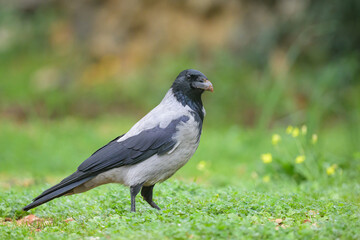 A carrion crow walking in a meadow on a cloudy day in spring