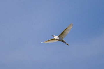 A Little Egret flying on a sunny day