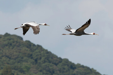 Pair of White-naped Cranes flying