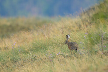 A European hare walking in a meadow