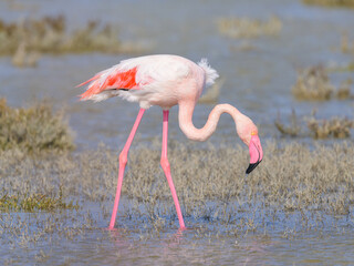 A Greater Flamingo walking in the water looking for food