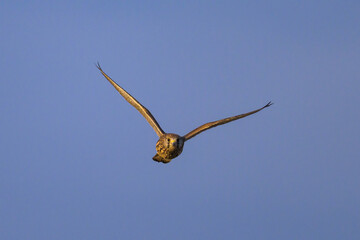 A Common Kestrel in flight on a sunny day in summer