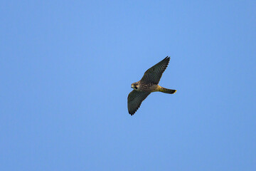 A Peregrine Falcon in flight blue sky