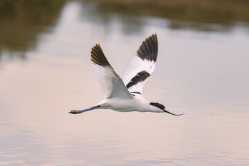 A Pied Avocet flying low over water
